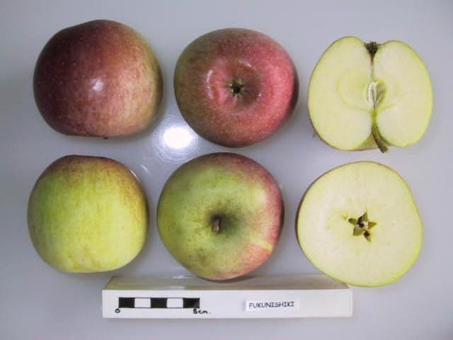Fukunishiki apple