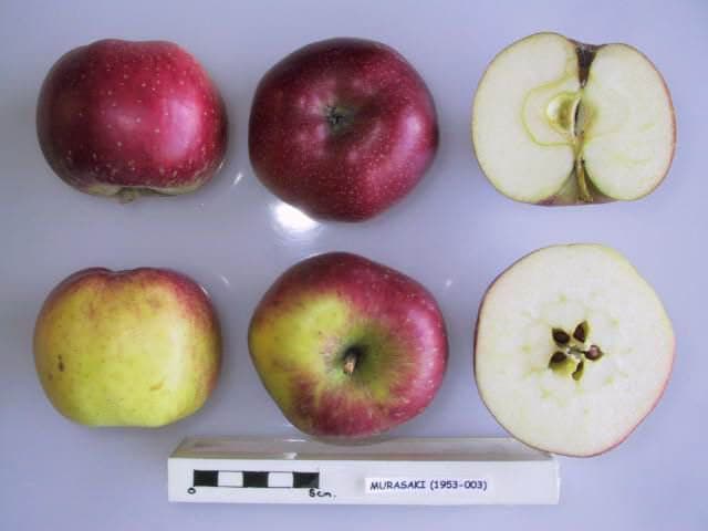 Murasaki apple