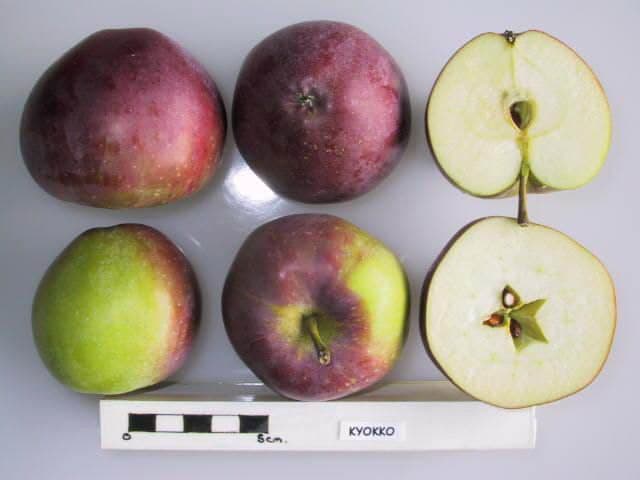 Kyokko apple