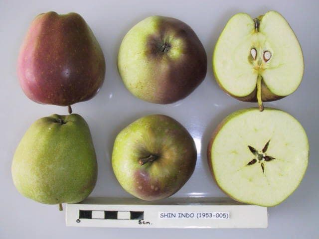 Shin Indo apple