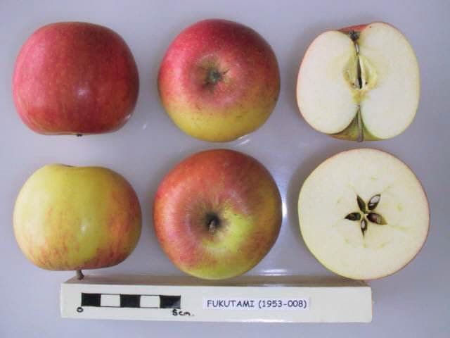 Fukutami apple