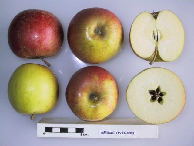 Megumi apple