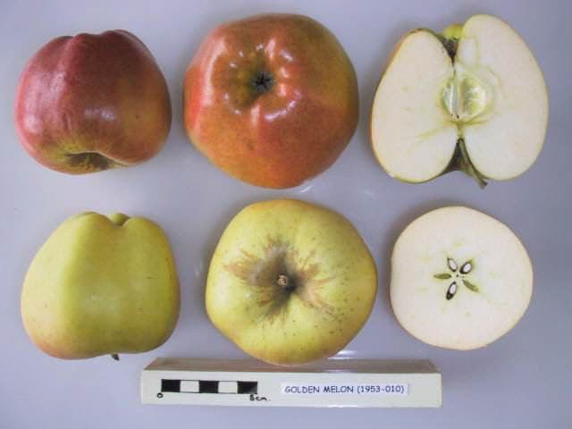 Golden Melon apple