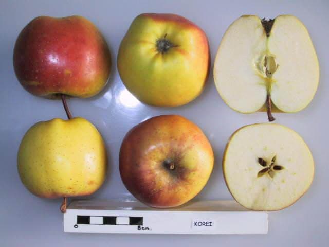 Korei apple