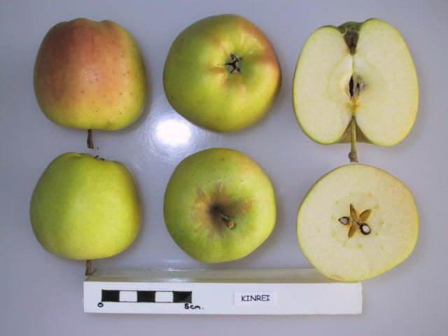 Orei apple