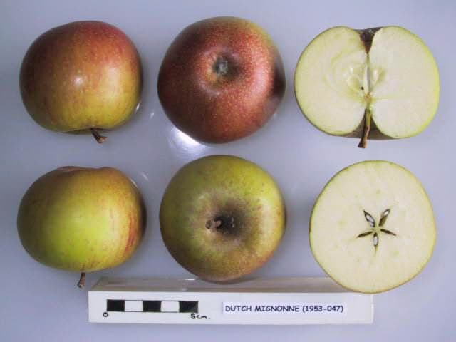 Dutch Mignonne apple