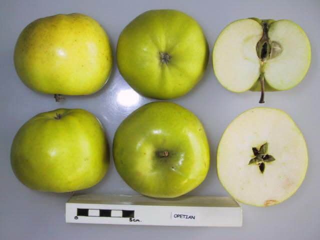 Opetian apple