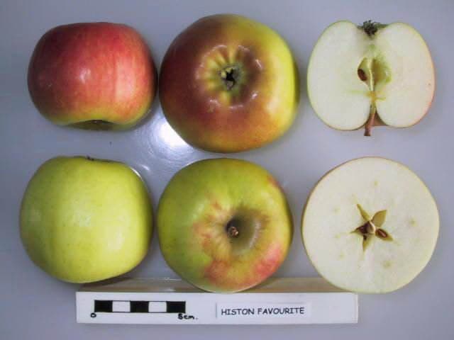 Histon Favourite apple