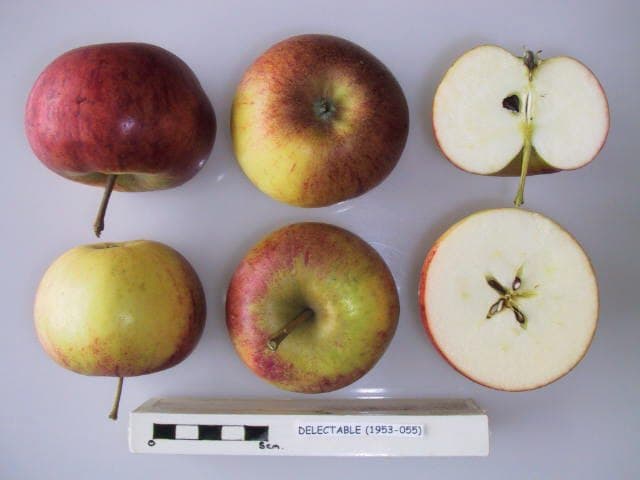 Delectable apple