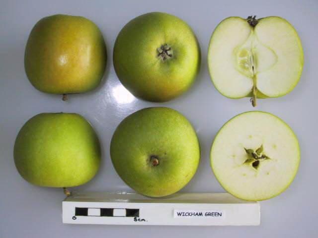 Wickham Green apple