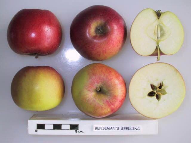 Benseman's Seedling apple