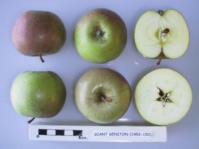 Giant Geniton apple