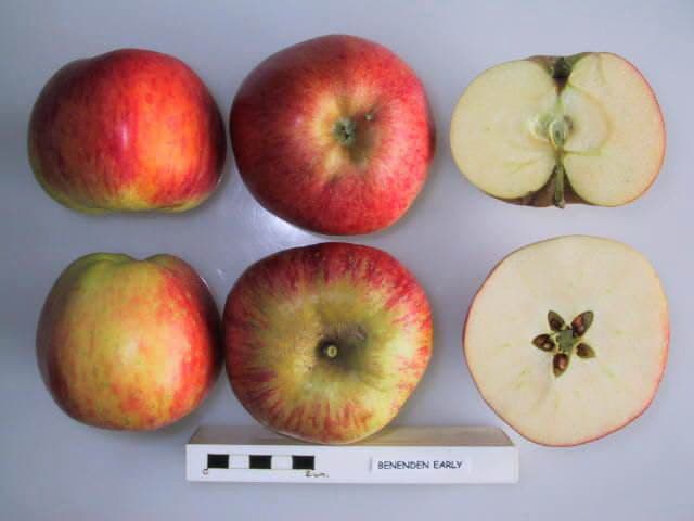 Benenden Early apple