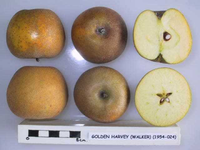 Golden Harvey apple