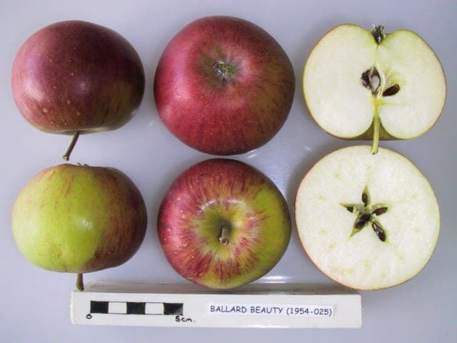 Ballard Beauty apple
