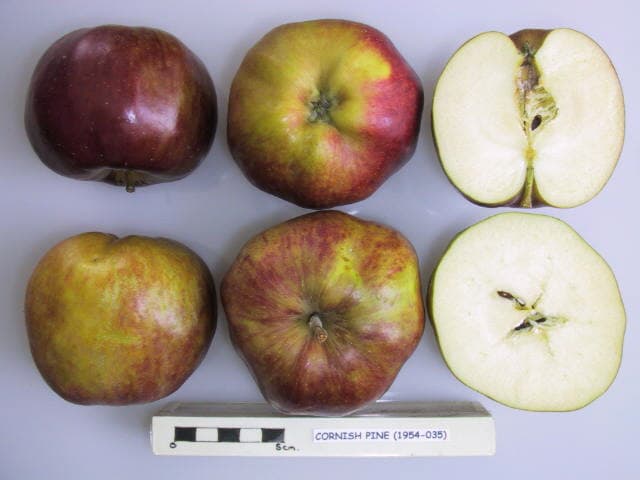 Cornish Pine apple