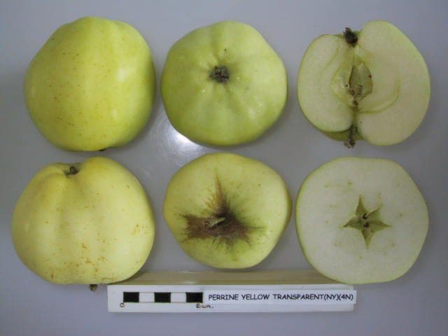 Perrine Yellow Transparent apple