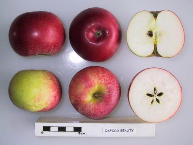 Oxford Beauty apple