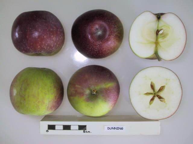 Dunning apple