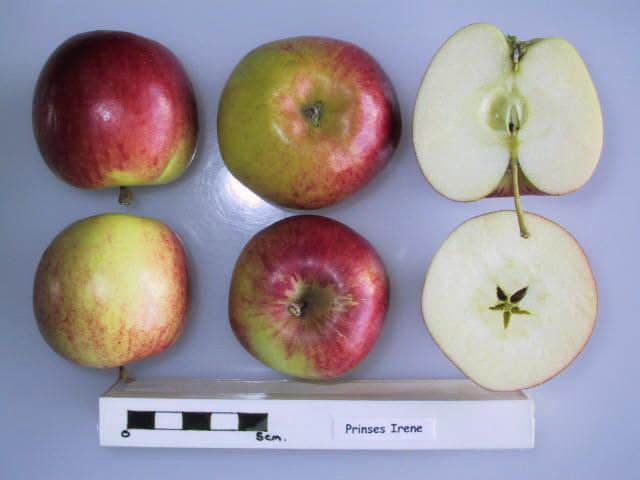 Prinses Irene apple