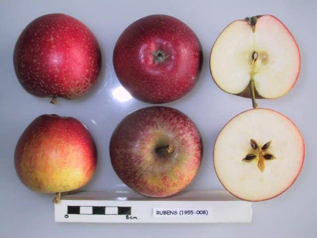Rubens apple