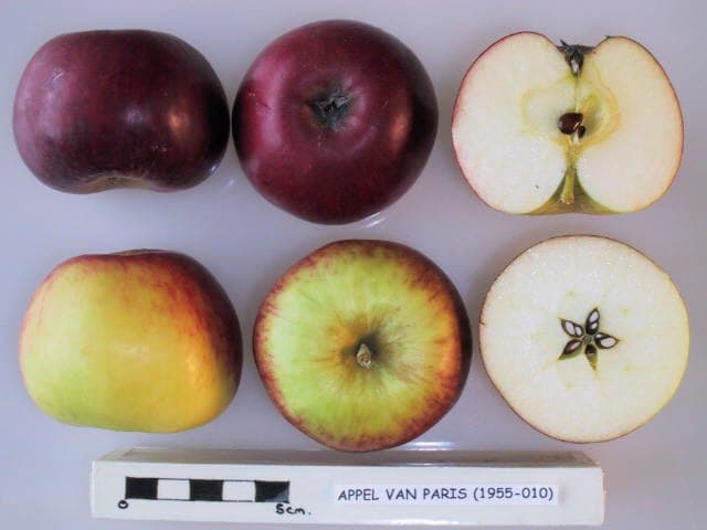 Appel van Paris apple