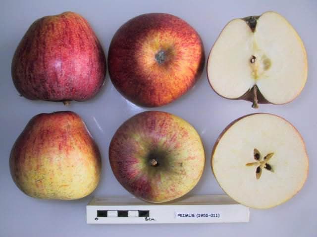 Primus apple