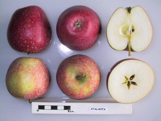 Atalanta (Netherlands) apple