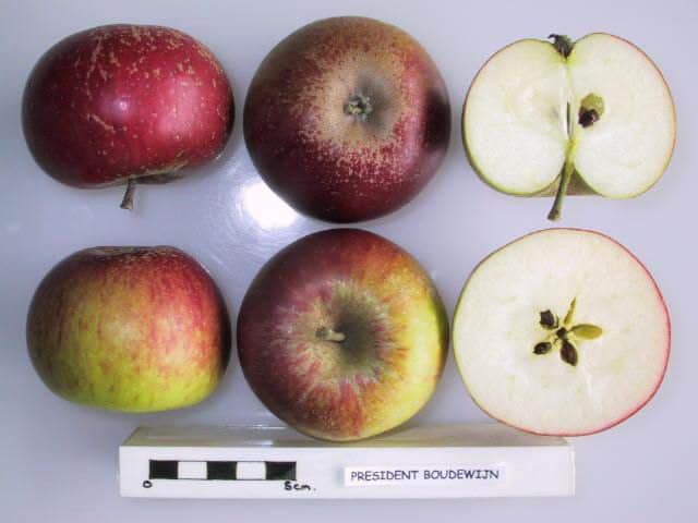 President Boudewijn apple