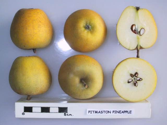 Pine Apple apple