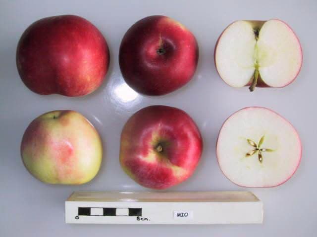 Mio apple