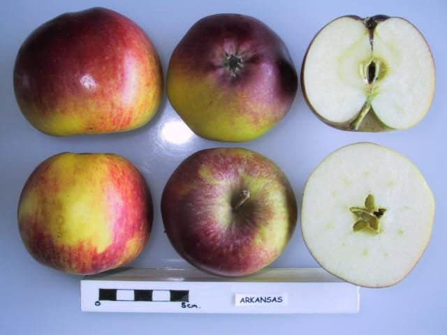 Arkansas apple
