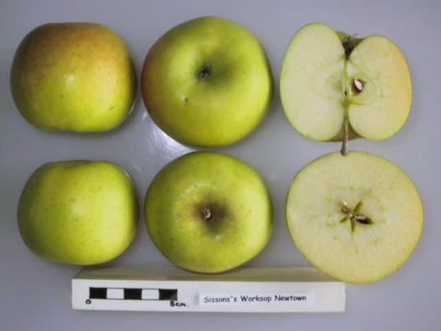 Sissons's Worksop Newtown apple