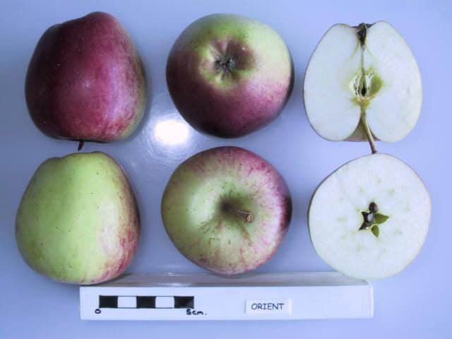Toyo apple