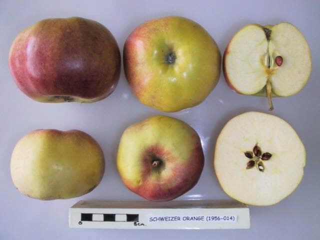 Schweizer Orange apple