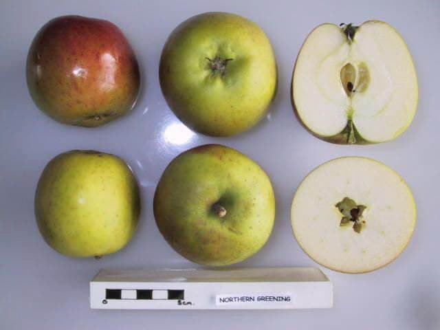 Northern Greening apple