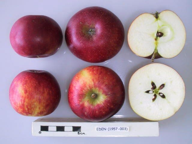 Eden apple
