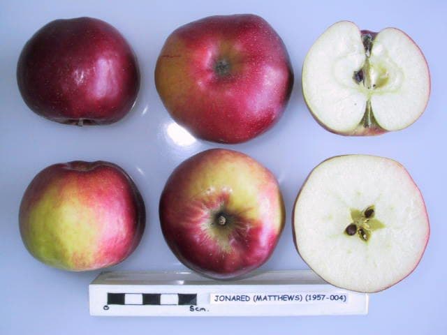 Jonared apple