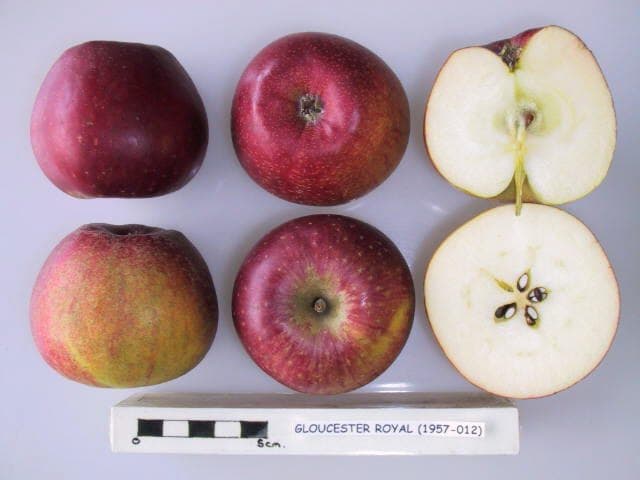 Gloucester Royal apple