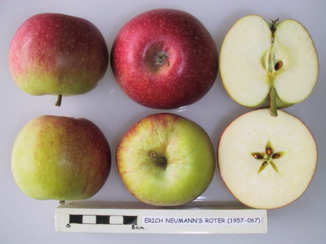 Erich Neumanns Roter James Grieve apple