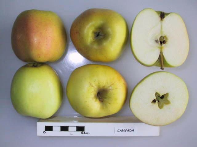 Canvada apple