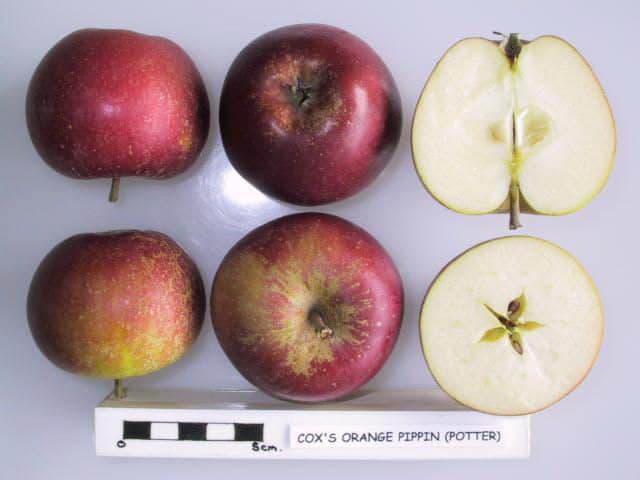 Cox's Orange Pippin Red Sport (Potter) apple
