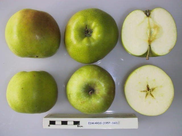 Edwards apple