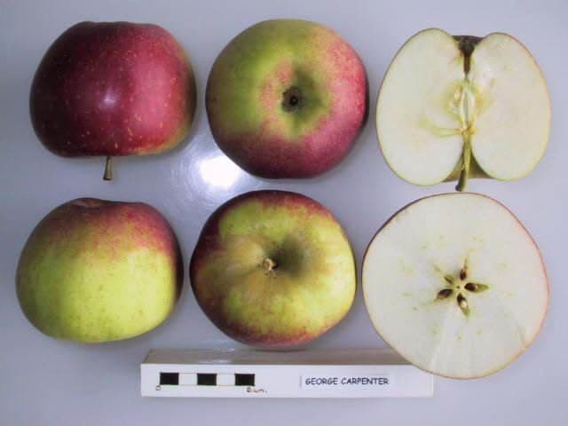 George Carpenter apple