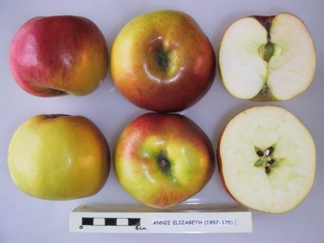 Annie Elizabeth apple