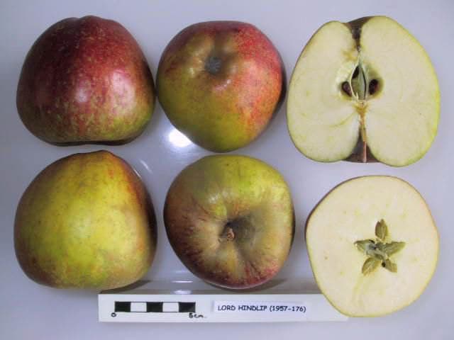 Lord Hindlip apple