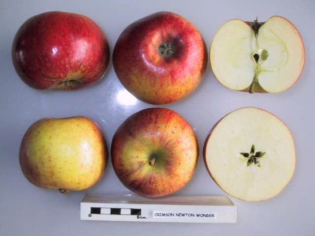 Crimson Newton apple