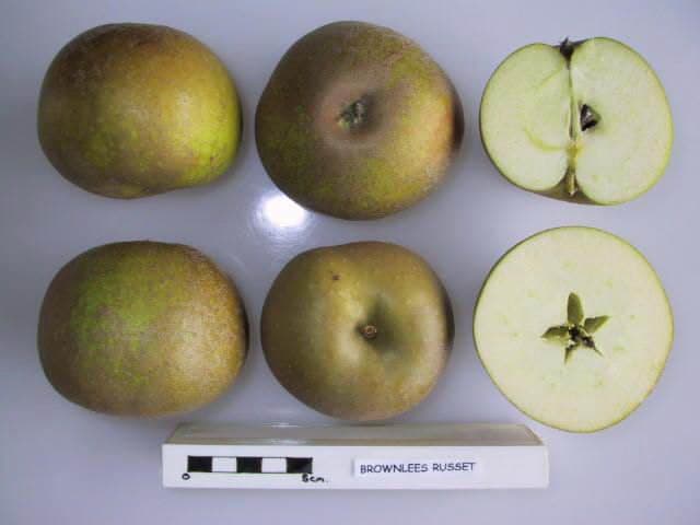 Brownlees' Russet apple