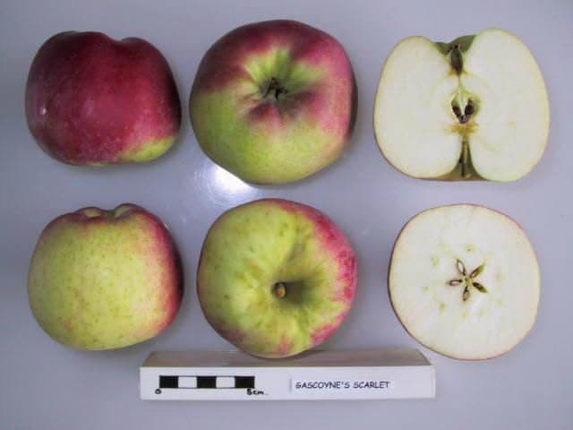 Gascoyne's Scarlet apple