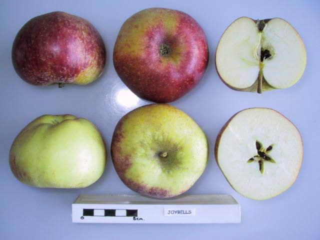 Joybells apple